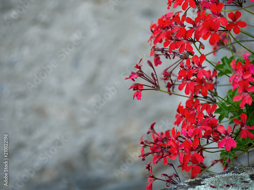 Fototapeta Naklejka Na Ścianę i Meble -  Red trailing pelargoniums and gray wall, Italy.