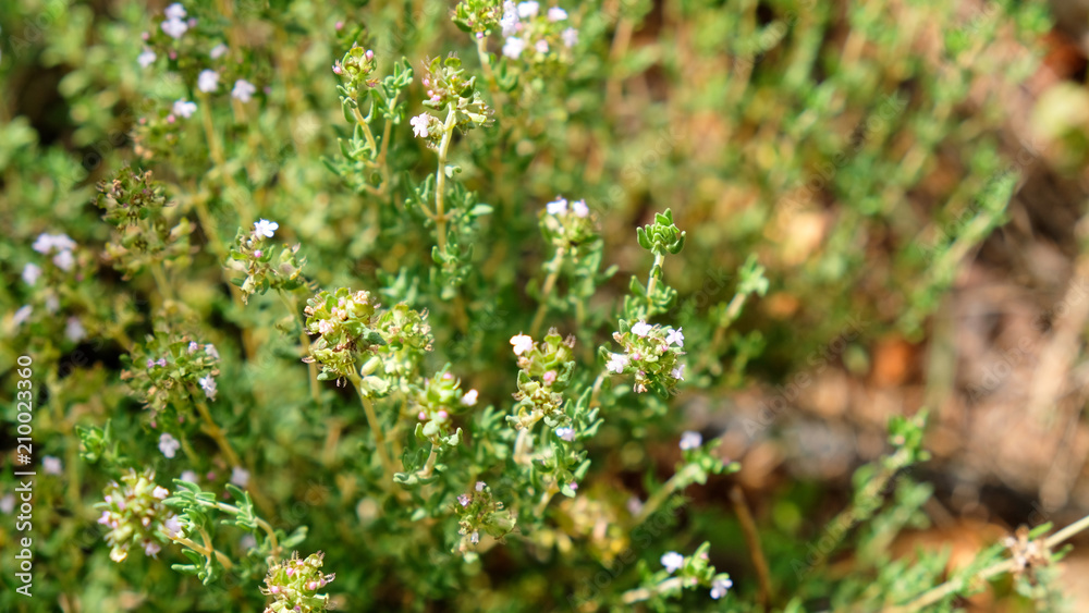 Thyme plant growing in the herb garden Thyme plant growing in the herb garden