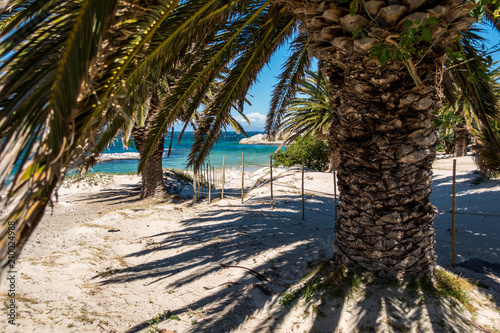 Bolders Beach covered with Palm trees in South Africa