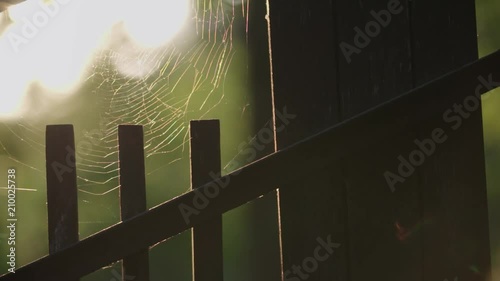 pider web with sun shinining in the background.  photo