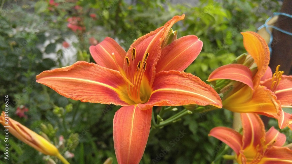 Orange lily.Lilium bulbiferum, common names orange lily. Orange lily.Lilium bulbiferum, common names orange lily.