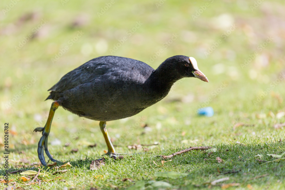 Bird Bird
