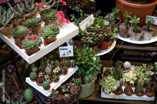 Various small colorful succulent plants in the pots on the flower market. Succulent garden with selective focus. photo