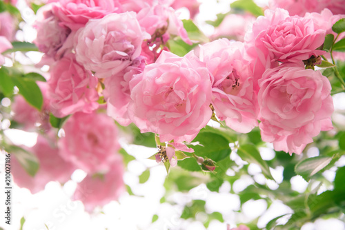 Fototapeta Naklejka Na Ścianę i Meble -  closeup of rose bush flowers in garden