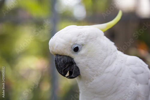 Parrot Cockatoo © viktoria88