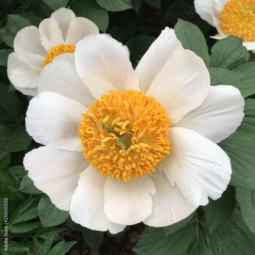 white flower yellow centre