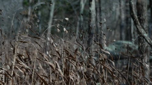 Close up view at wild oat plants