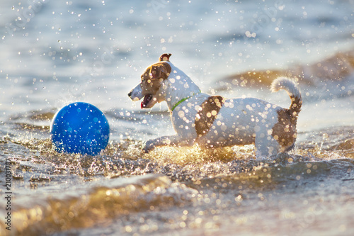 Jack russell terrier play in water at sunset