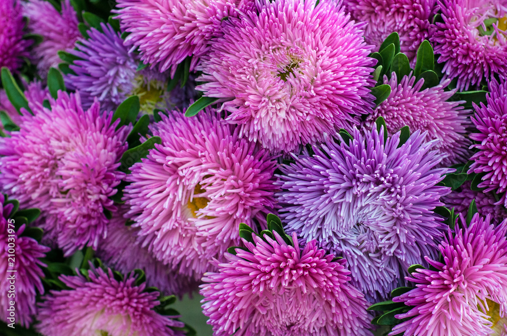 Frilly purple asters in the summer garden. A bouquet of blooming Callistephus chinensis. Lush fresh magenta flowers asters growing in the flower bed. Frilly purple asters in the summer garden. A bouquet of blooming Callistephus chinensis. Lush fresh magenta flowers asters growing in the flower bed.