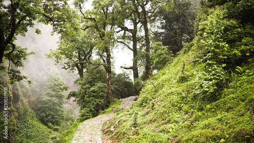 Naklejka Piękne drogi przez las Uttarakhand