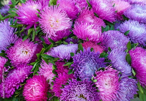 Frilly purple asters in the summer garden. A bouquet of blooming Callistephus chinensis. Lush fresh magenta flowers asters growing in the flower bed. photo