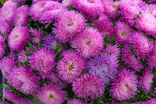 Frilly purple asters in the summer garden. A bouquet of blooming Callistephus chinensis. Lush fresh magenta flowers asters growing in the flower bed.