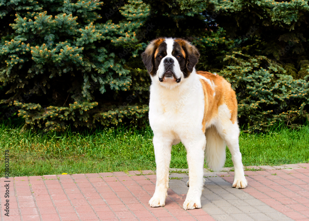 Moscow Watchdog with sense of pride. Moscow Watchdog is in the city park. Moscow Watchdog with sense of pride. Moscow Watchdog is in the city park.
