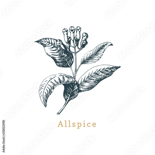 Vector allspice sketch. Drawn spice herb. Botanical illustration of organic, eco plant. Used for farm sticker,shop label
