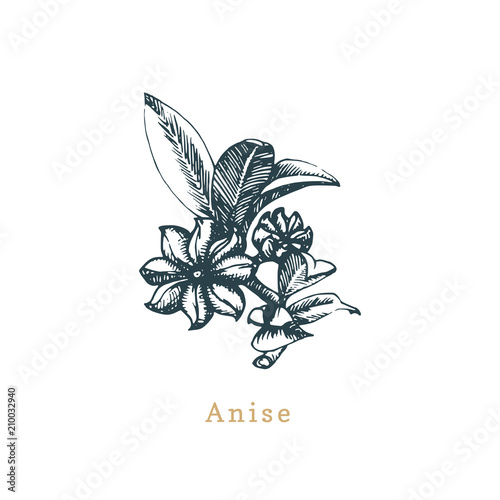 Vector anise sketch.Drawn spice herb.Botanical illustration of organic, eco plant.Used for farm sticker, shop label etc.