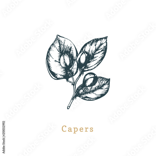 Vector capers sketch. Drawn spice herb. Botanical illustration of organic, eco plant. Used for farm sticker, shop label.
