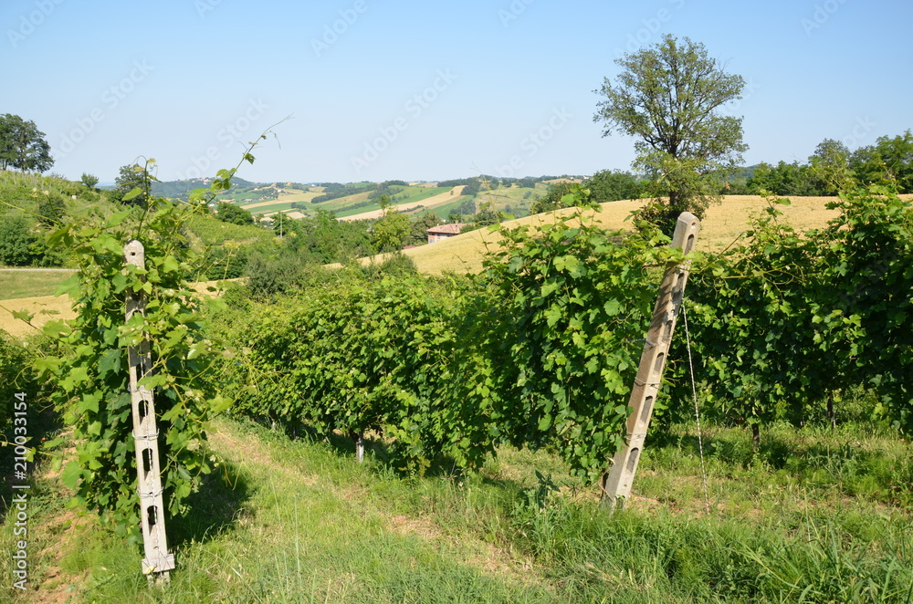 Vigneti di Vigoleno Vigneti di Vigoleno