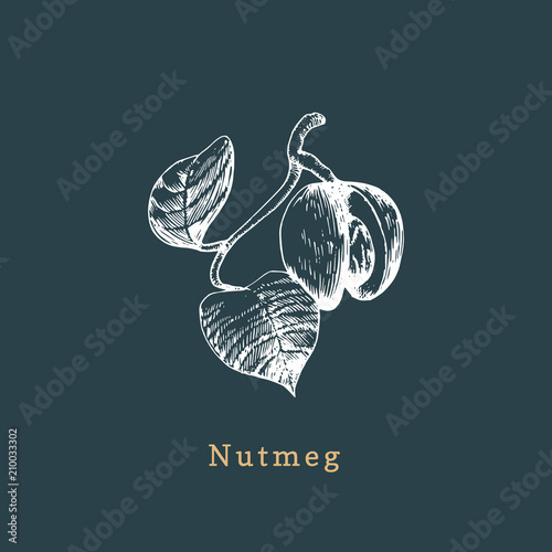Vector nutmeg sketch. Drawn spice herb. Botanical illustration of organic, eco plant. Used for farm sticker, shop label.