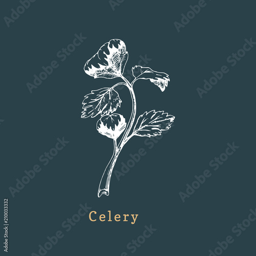 Vector celery sketch. Drawn spice herb. Botanical illustration of organic, eco plant. Used for farm sticker, shop label.