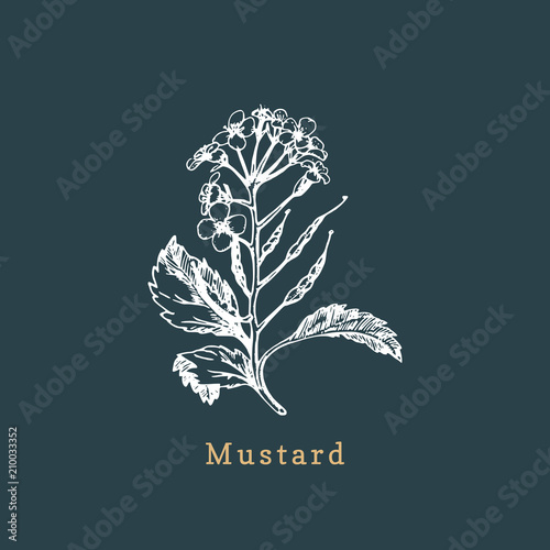 Vector mustard sketch.Drawn spice,medicinal herb.Botanical illustration of organic plant.Used for farm sign,shop label.