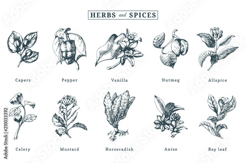 Drawn spices and herbs vector set. Botanical illustrations of organic, eco plants. Used for farm sticker,shop label etc.