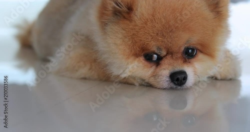 cute fat pomeranian dog sleeping daydream in home