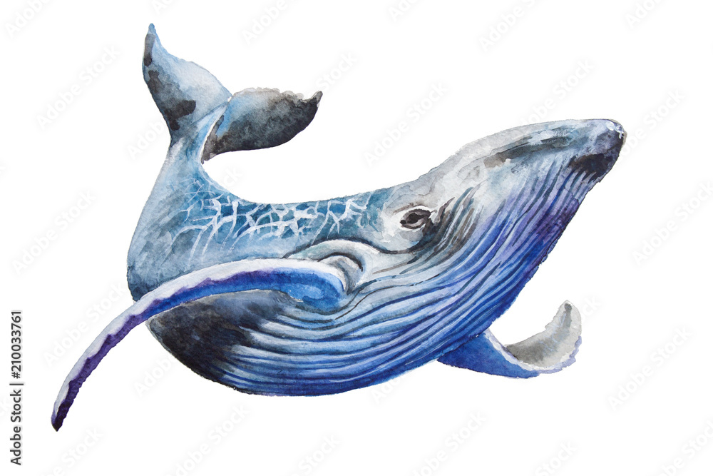 Fototapeta premium Akwarela płetwal błękitny. Ilustracja na białym tle. Do projektowania, nadruków lub tła