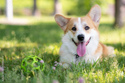 Corgi dog lying on the lawn with a ball during the day