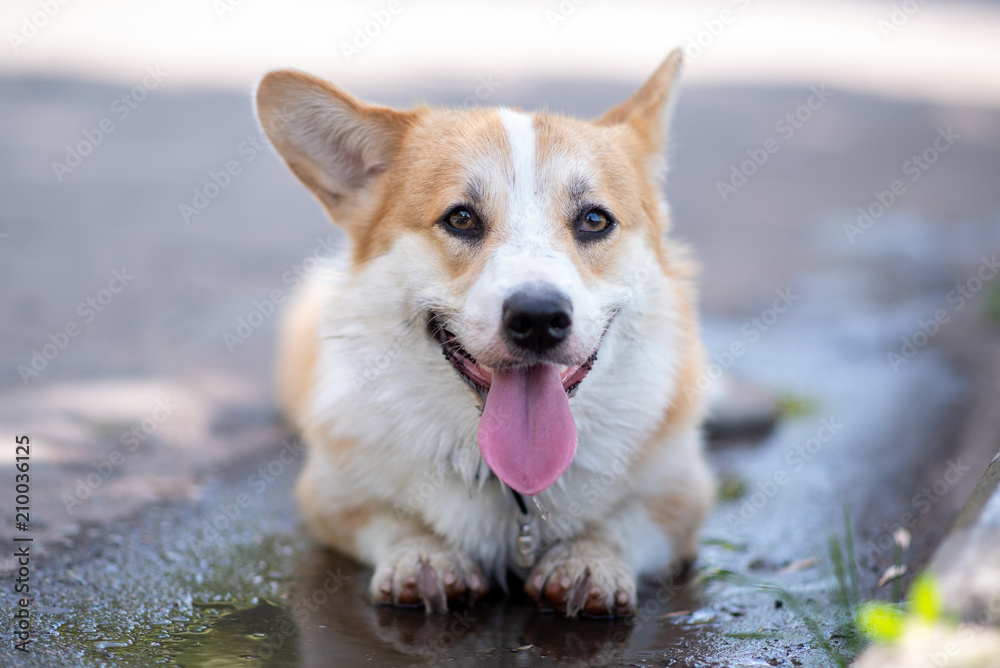 Corgi breed dog lies in a puddle on the road