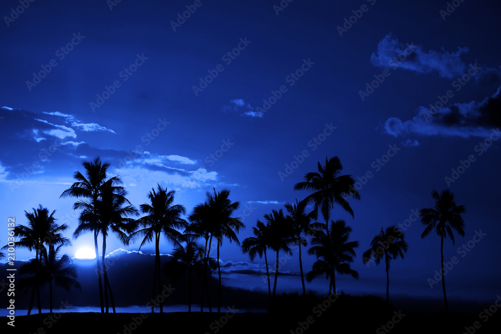 Tropical Palm Trees Silhouette Full Moon Midnight