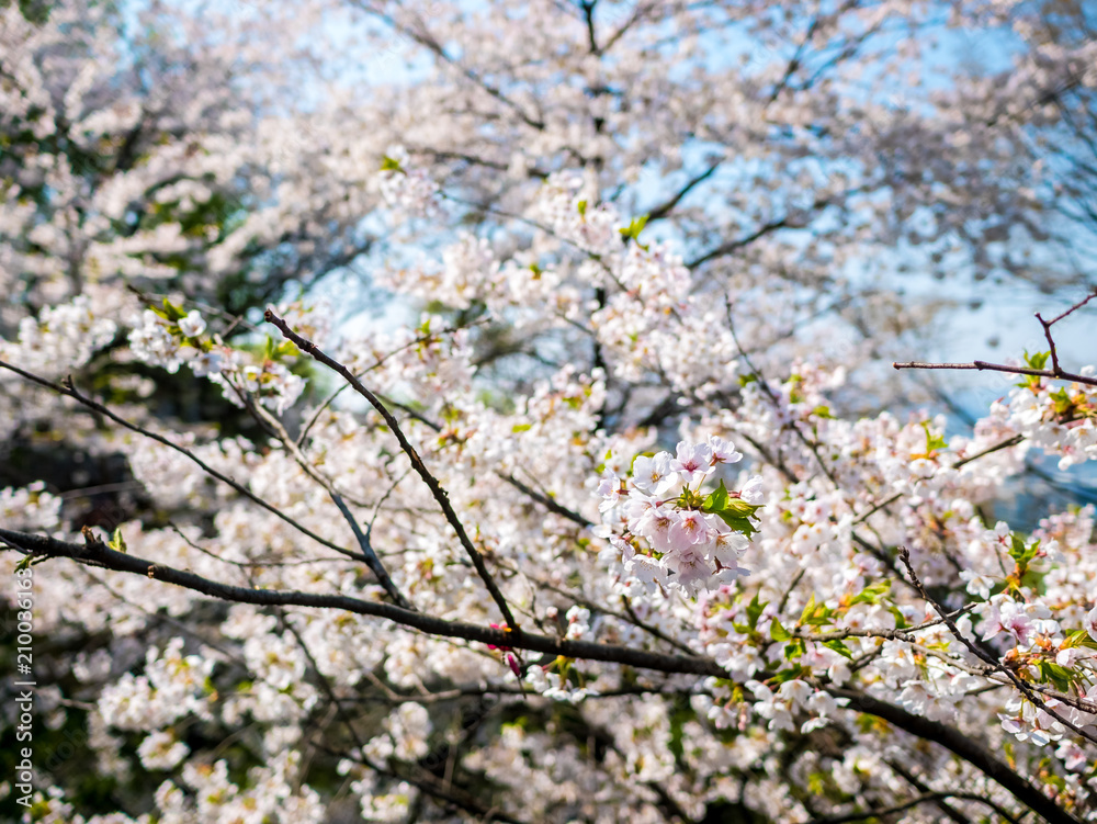 Blooming Flower Cherry blossom at Namsan park, Seoul, South Korea.Blue sky background in summer season. Blooming Flower Cherry blossom at Namsan park, Seoul, South Korea.Blue sky background in summer season.
