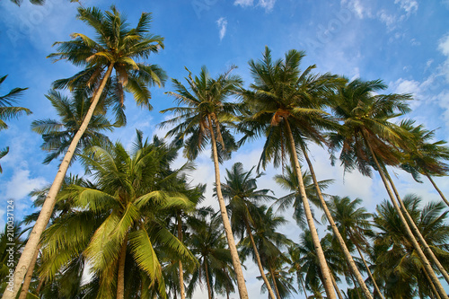 Fototapeta Naklejka Na Ścianę i Meble -  Palm Trees in Elnido Philippines 