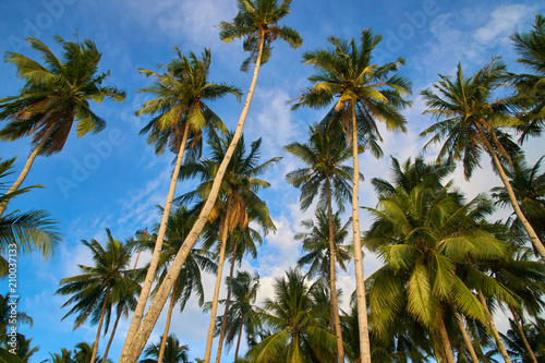 Palm Trees in Elnido Philippines  © NEWTRAVELDREAMS