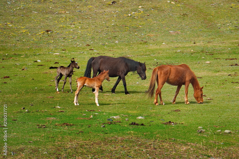 Russia. The South Of Western Siberia. Free pastures in the valleys of the Altai Mountains
