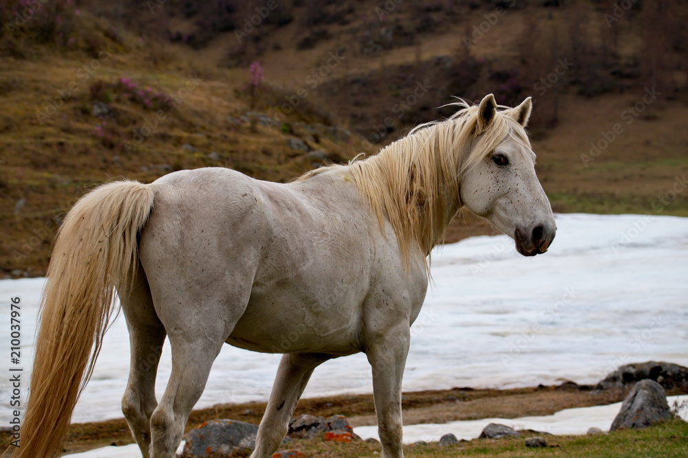 Russia. The South Of Western Siberia. Free pastures in the valleys of the Altai Mountains