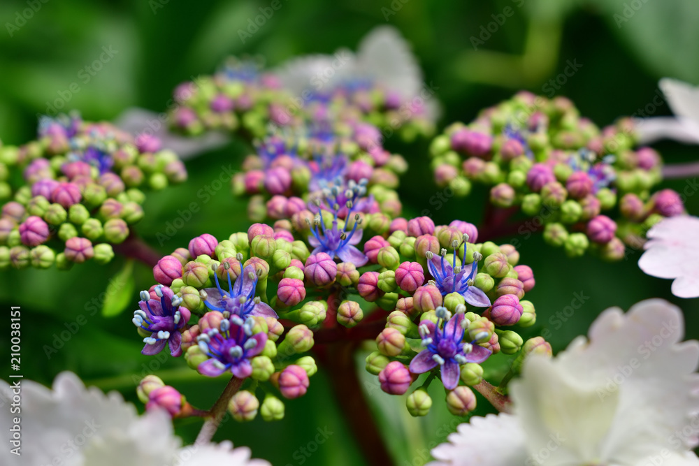 Hydrangea flower, early summer Japan. Hydrangea flower, early summer Japan.
