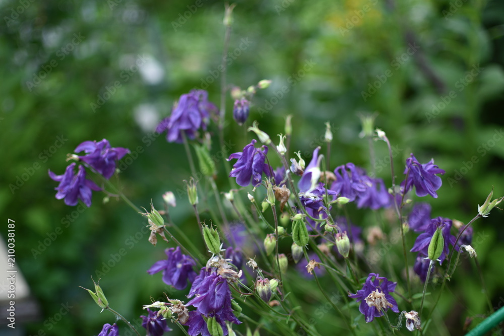 Close-up of purple bells Aquilegia on a green blurred background