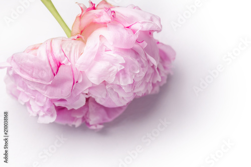 Fototapeta Naklejka Na Ścianę i Meble -  Close up image of peony flower on white background with copy space