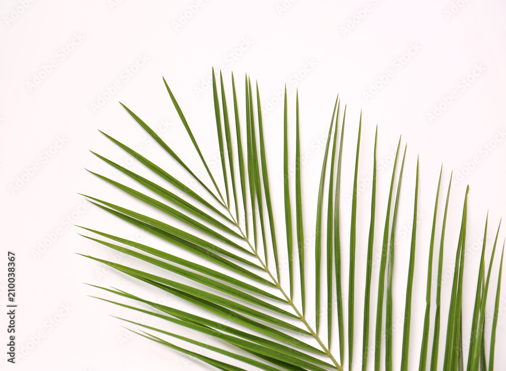 Beautiful tropical leaf on light background, top view Beautiful tropical leaf on light background, top view