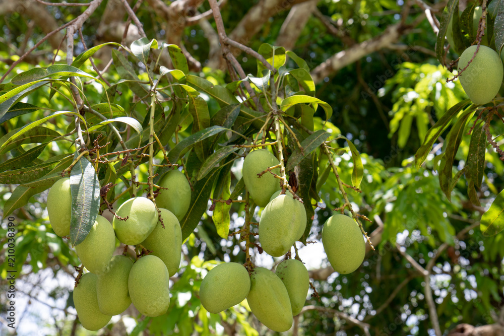 Still unripe mango fruits hanging on the branches of the tree Still unripe mango fruits hanging on the branches of the tree