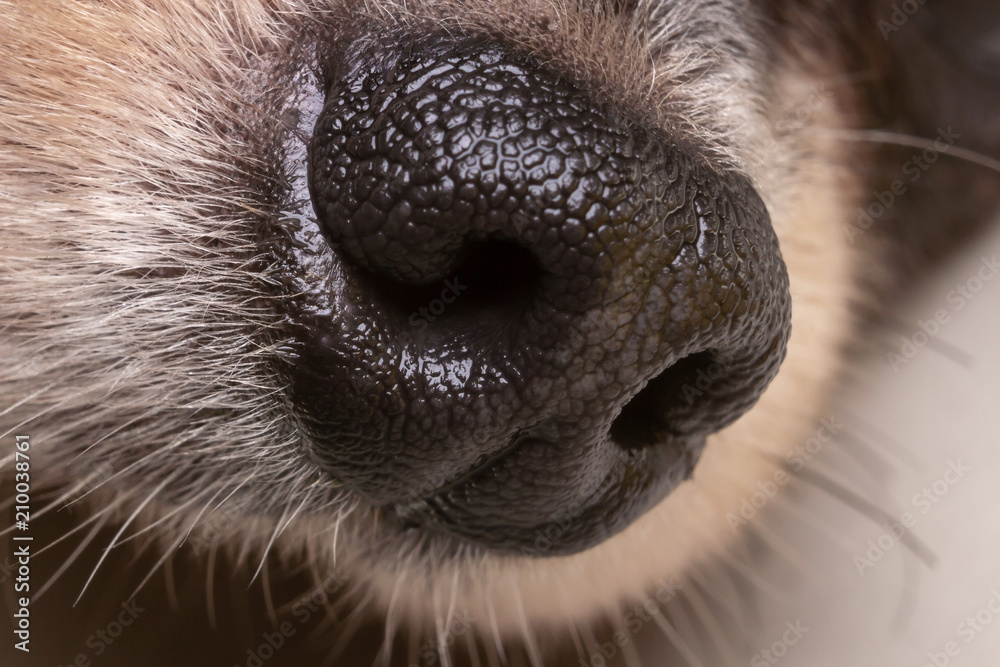 Macro of nose dog.