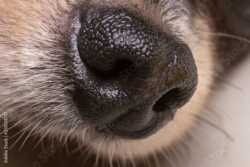 Macro of nose dog.