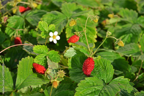 Ripe strawberry with a flower on a Bush
