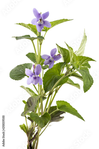Beautiful violet spring viola flowers, Viola reichenbachiana, dog violet, with branches and leaves isolated on white