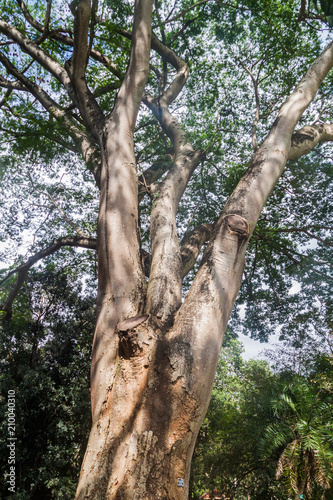 Enterolobium cyclocarpum (guanacaste, caro caro, or elephant-ear tree) in Royal Botanic Gardens near Kandy, Sri Lanka photo