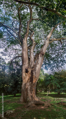 Enterolobium cyclocarpum  guanacaste  caro caro  or elephant-ear tree  in Royal Botanic Gardens near Kandy  Sri Lanka