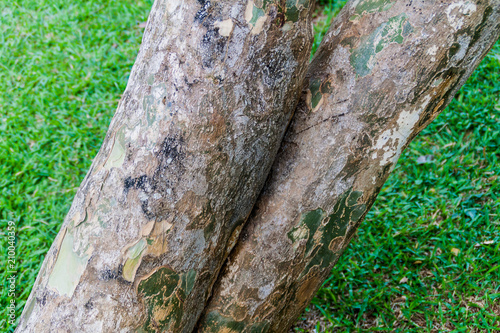 Detail of Guaiacum officinale tree in Peradeniya Royal Botanical Gardens near Kandy, Sri Lanka. Wood o this tree is the densest of all. photo