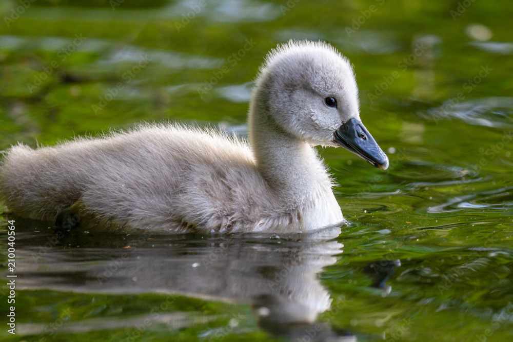 Beautiful young Mute Swan Cygnet (Cygnus olor) on river Beautiful young Mute Swan Cygnet (Cygnus olor) on river