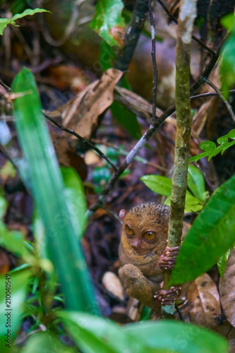 Tarsier Monkey Philoppines  © NEWTRAVELDREAMS