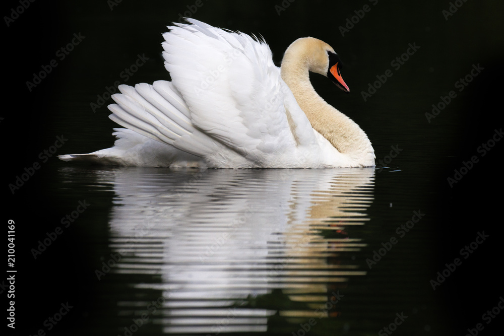 Fototapeta premium Mute Swan Portrait (Cygnus Olor) on plain background
